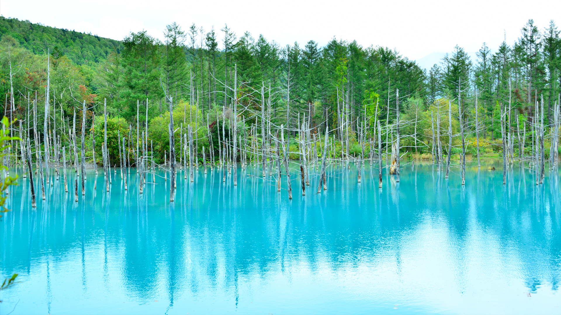 白銀 青い池 Shirogane (Biei) Blue Pond(Aoi-Ike) – way to go!JAPAN