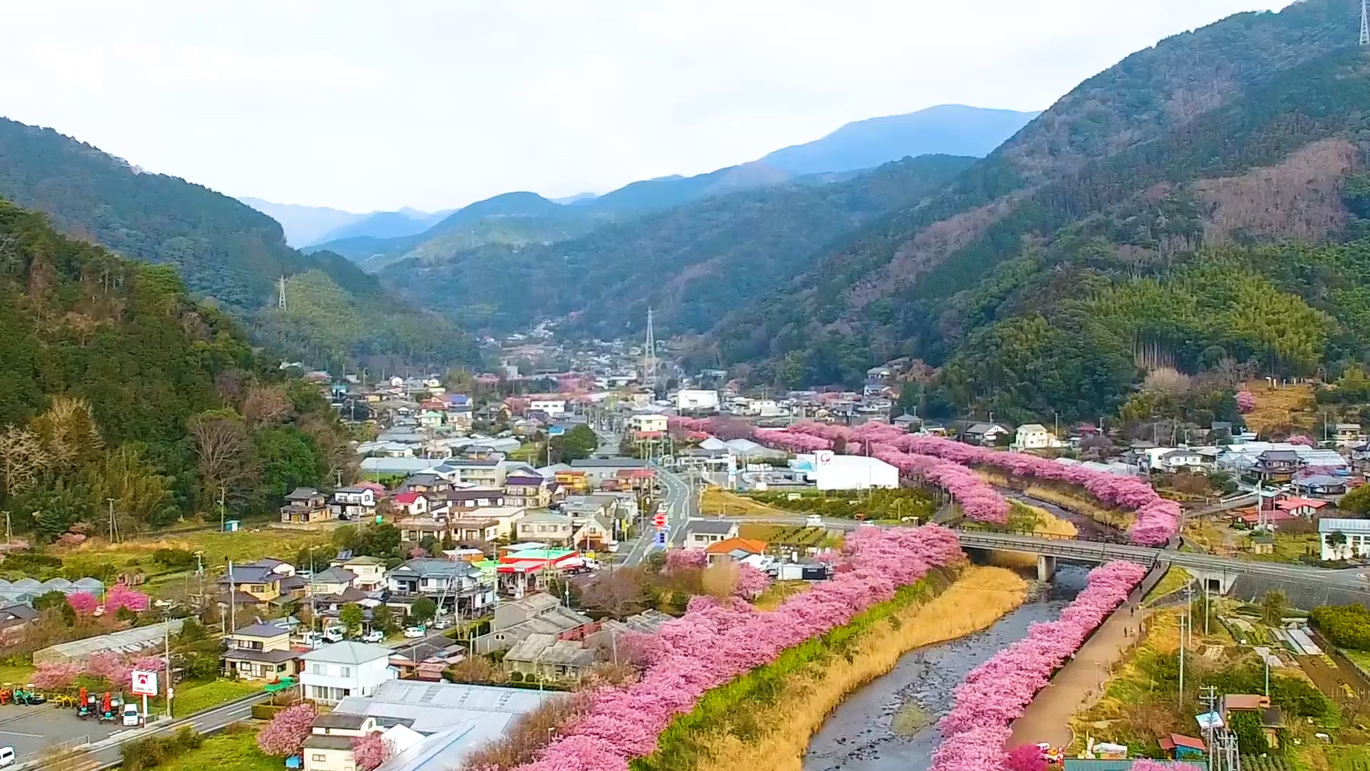 河津桜祭り