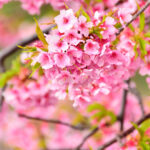 河津桜