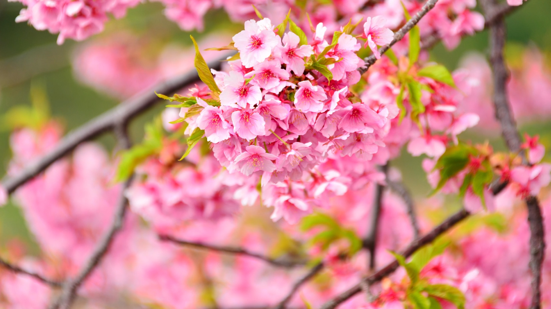 河津桜