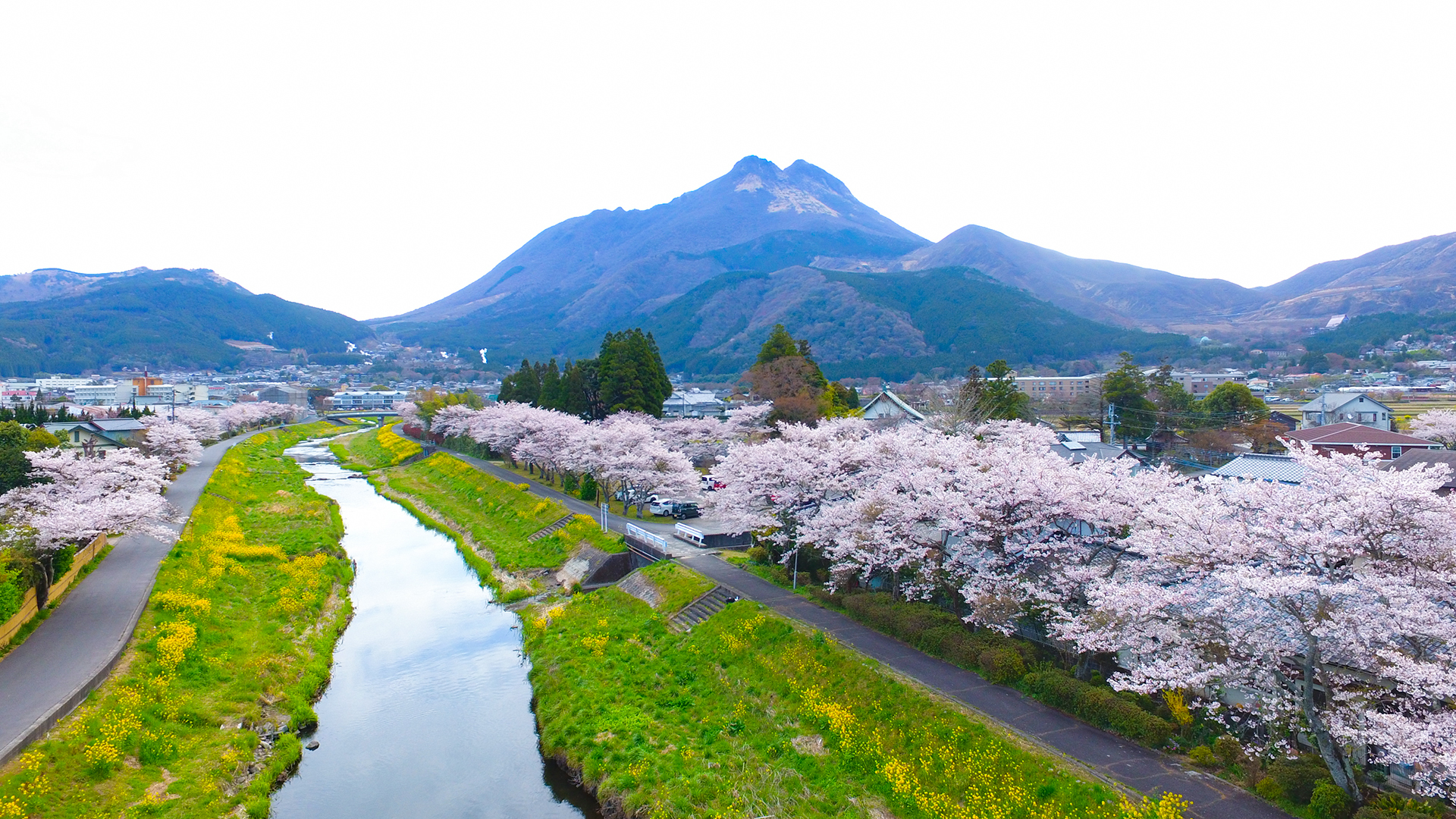 大分川の桜並木