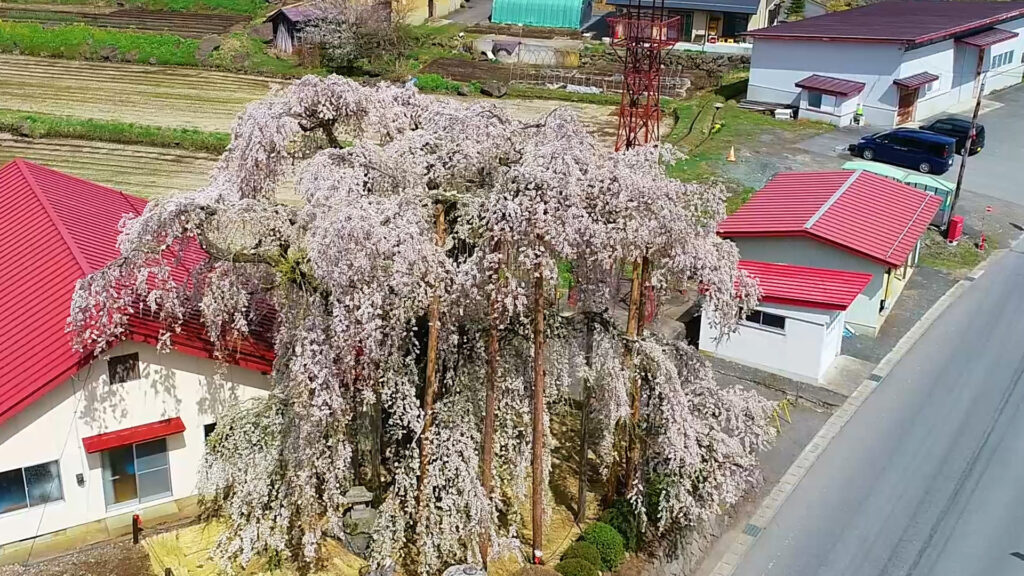 権現堂の桜